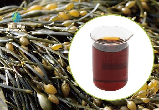 China Ascophyllum nodosum Extract ranking