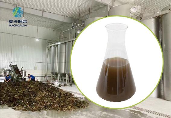China Brown Algae Extract Original manufacturer