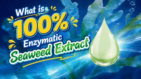 China Seaweed Extract recommend